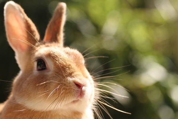 メニュー「月うさぎの里」（基本情報） | Benefit Station.