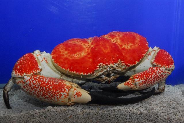 メニュー「すさみ町立エビとカニの水族館」（基本情報） | Benefit