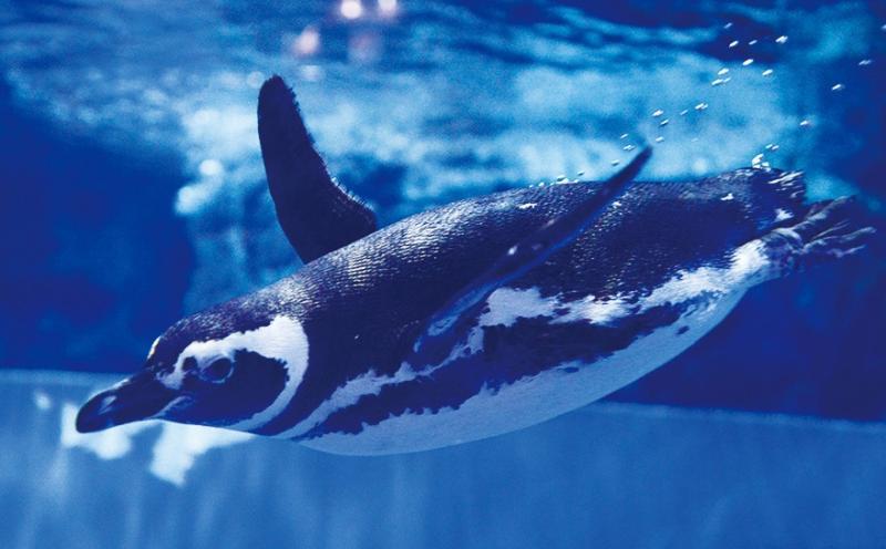 すみだ水族館割引/クーポン/その他優待情報